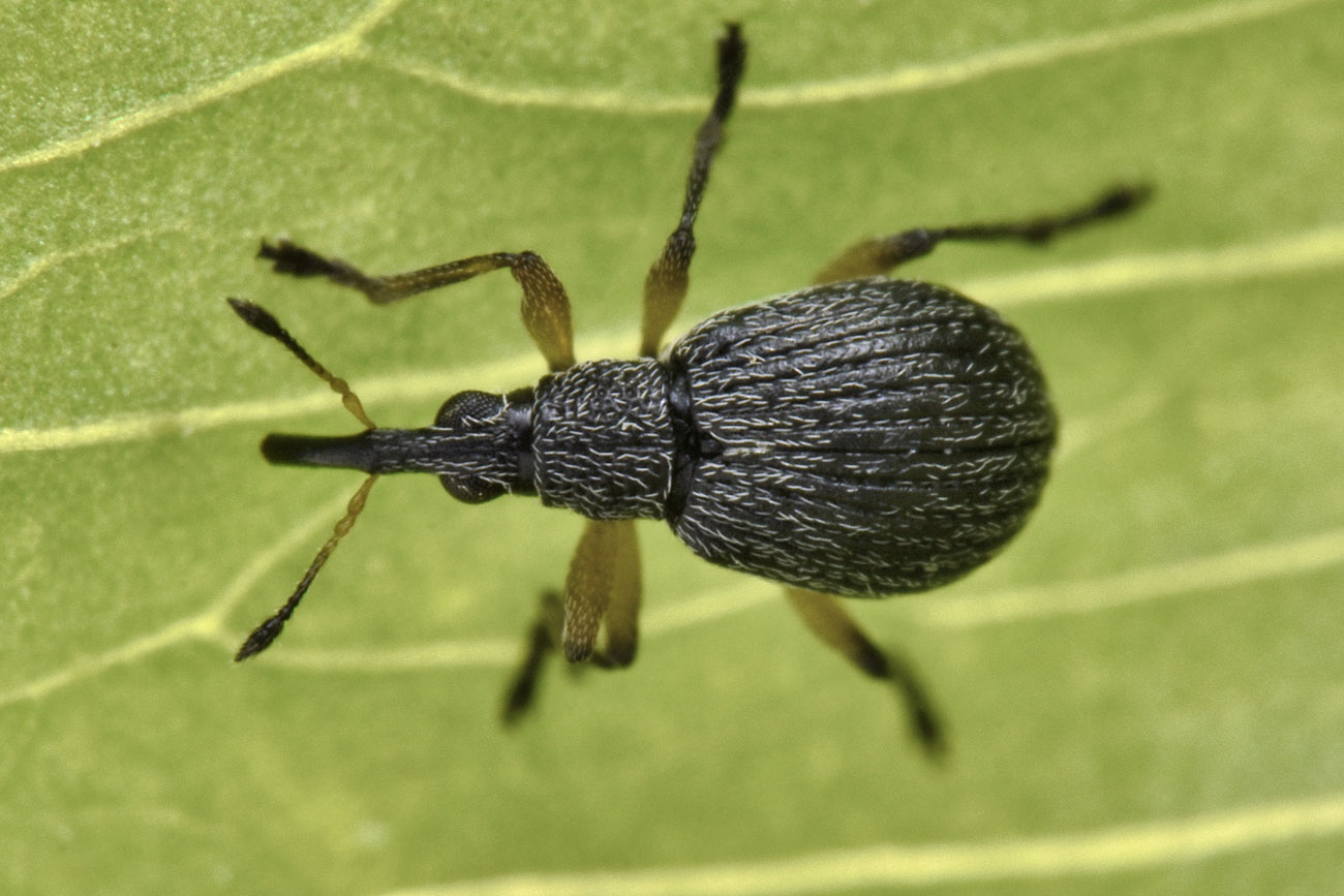 Apionidae: Eutrichapion sp?  S, Eutrichapion viciae, femmina